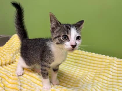 Bow - Domestic Shorthair available for adoption
