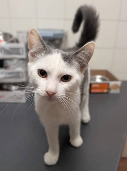 Socks - Domestic Shorthair cat available for adoption at Sarnia & District Humane Society in Sarnia