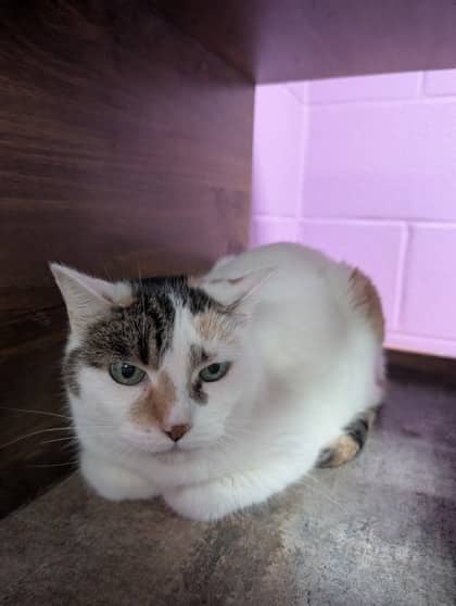 Cali - Domestic Shorthair cat available for adoption at Sarnia & District Humane Society in Sarnia