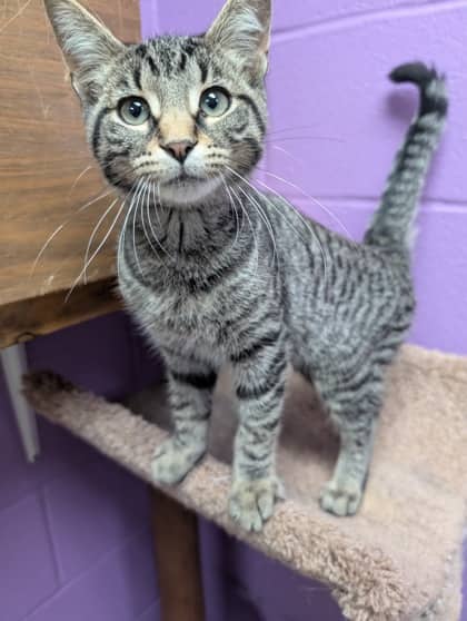 Cosmos - Domestic Shorthair cat available for adoption at Sarnia & District Humane Society in Sarnia