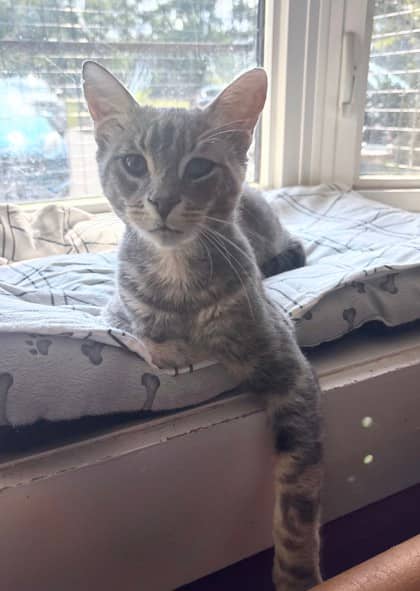 Jake Smith - Domestic Shorthair available for adoption