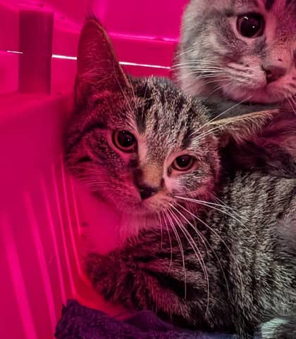 Mary - Domestic Shorthair cat available for adoption at Sarnia & District Humane Society in Sarnia