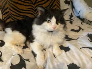 Ozzy - Domestic Medium Hair/Mix cat available for adoption at Annex Cat Rescue in Toronto