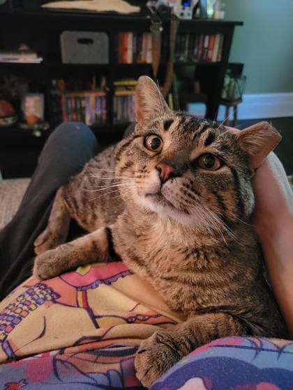 Big Tom - Domestic Shorthair/Mix available for adoption