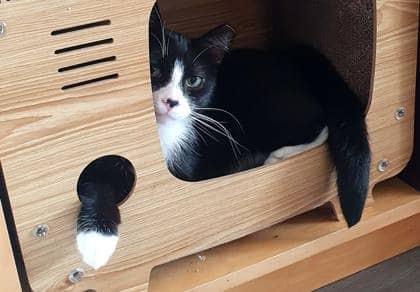 Romy - Domestic Shorthair/Mix available for adoption