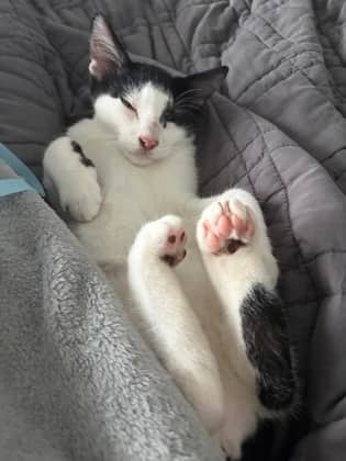 Jersey - Domestic Shorthair/Mix cat available for adoption at Annex Cat Rescue in Toronto