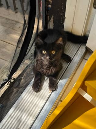 Yukon - Domestic Medium Hair/Mix cat available for adoption at Annex Cat Rescue in Toronto