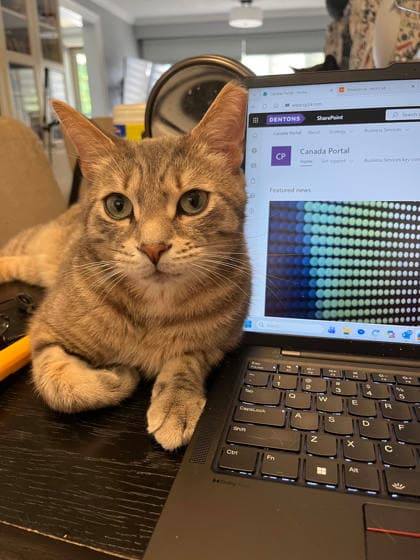 Taz - Domestic Shorthair cat available for adoption at Annex Cat Rescue in Toronto