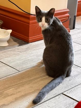 Mooky - Domestic Shorthair/Mix cat available for adoption at Annex Cat Rescue in Toronto