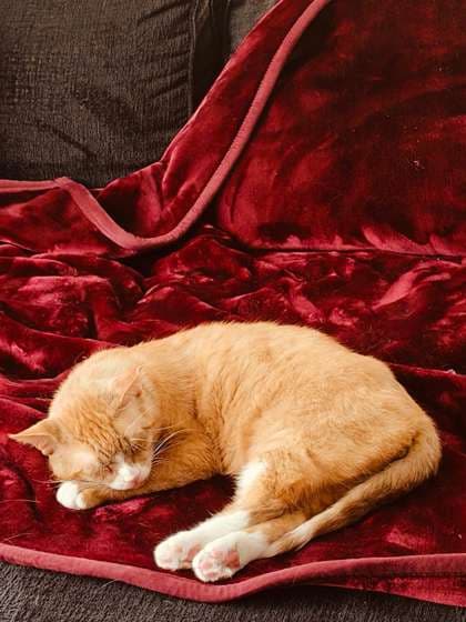Sol - Domestic Shorthair/Mix available for adoption