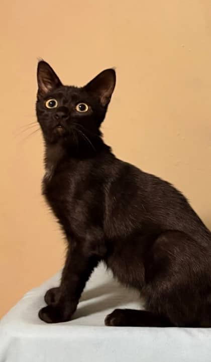 Turtle Bean - Domestic Shorthair/Mix available for adoption