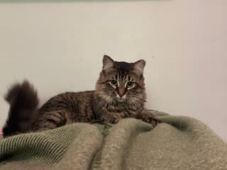 Fluffy - Domestic Medium Hair/Mix cat available for adoption at Annex Cat Rescue in Toronto