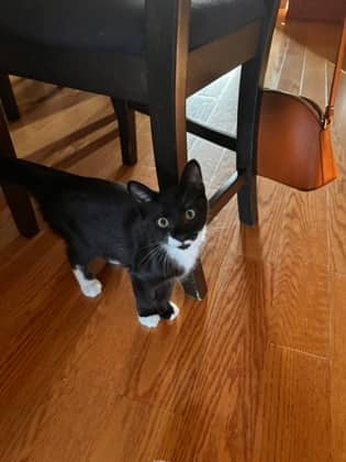 Banff - Domestic Shorthair/Mix available for adoption