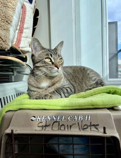 Fred - Domestic Shorthair/Mix available for adoption