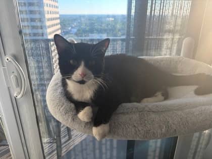 Holstein - Domestic Shorthair/Mix cat available for adoption at Annex Cat Rescue in Toronto
