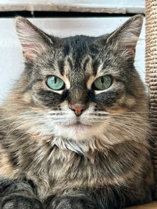Anastasia - Domestic Longhair/Mix cat available for adoption at Annex Cat Rescue in Ontario