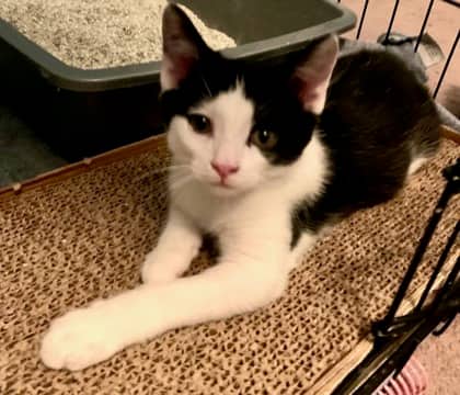 Skipper - Domestic Shorthair/Mix available for adoption