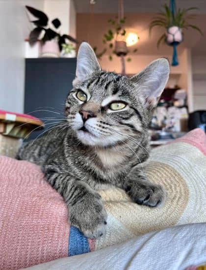 Barney - Domestic Shorthair/Mix cat available for adoption at Annex Cat Rescue in Toronto
