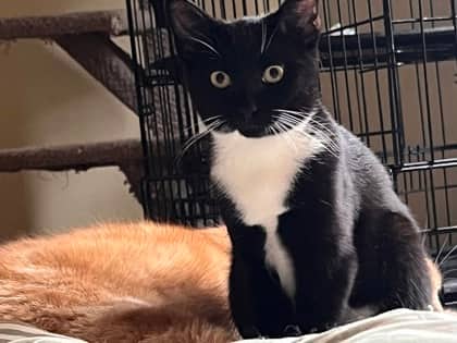 Buck Martinez - Domestic Shorthair/Mix cat available for adoption at Annex Cat Rescue in Toronto