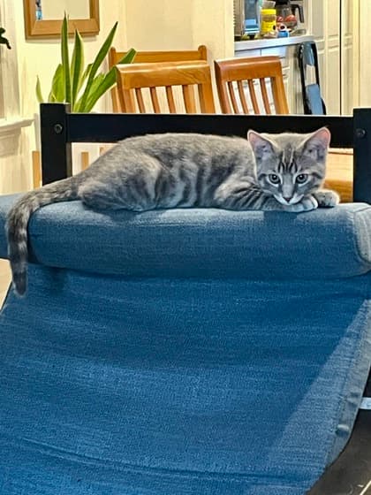 Scrambles*MUST BE DOPTED WITH TOAST OR A BUDDY CAT - Domestic Shorthair/Mix cat available for adoption at Annex Cat Rescue in Toronto