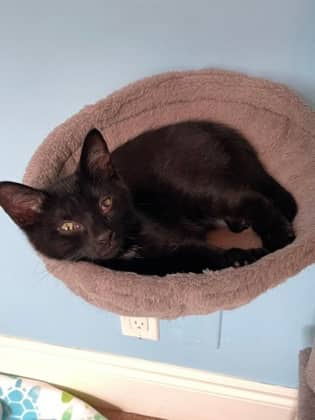 Junebug - Domestic Shorthair/Mix available for adoption