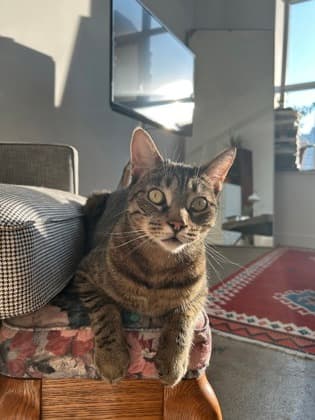 Barney - Domestic Shorthair/Mix cat available for adoption at Annex Cat Rescue in Ontario