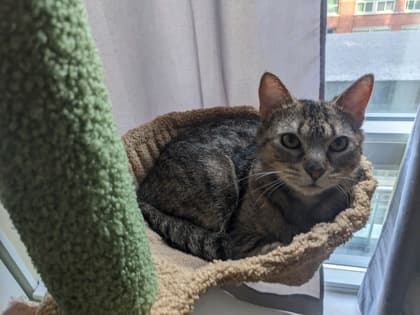 Rice - Domestic Shorthair/Mix cat available for adoption at Annex Cat Rescue in Toronto