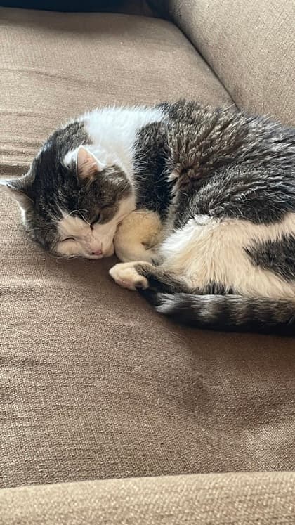 Curious George - Domestic Shorthair/Mix cat available for adoption at Annex Cat Rescue in Toronto