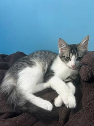 Forest - Domestic Shorthair/Mix available for adoption