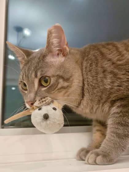 Javier - Domestic Shorthair/Mix cat available for adoption in Calgary