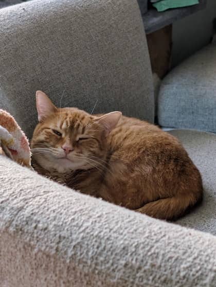 Garnet - Domestic Medium Hair/Mix cat available for adoption at Annex Cat Rescue in Toronto