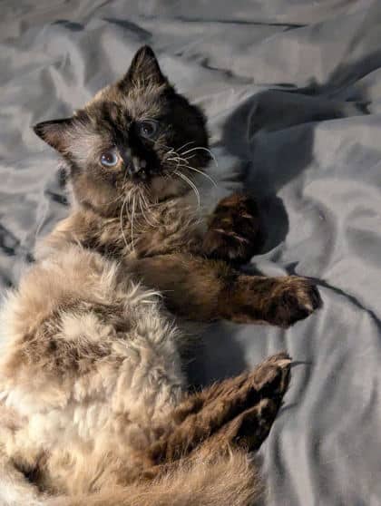 Mochi - Himalayan/Mix cat available for adoption in Calgary