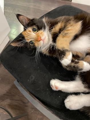 Pakora - Domestic Shorthair/Mix cat available for adoption at Annex Cat Rescue in Toronto