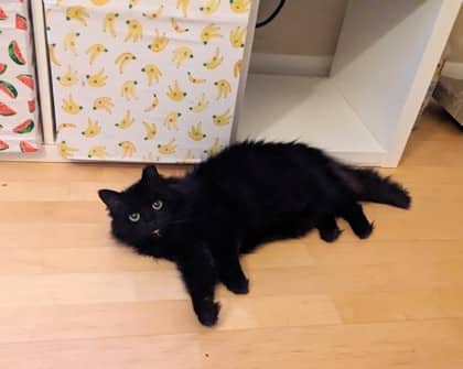 Bunny - Domestic Medium Hair/Mix cat available for adoption at Annex Cat Rescue in Toronto