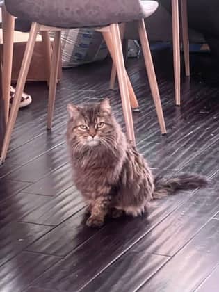 Bunny (aka Pirate) - Domestic Longhair/Mix available for adoption