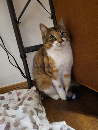 Gingerbread - Domestic Shorthair/Mix cat available for adoption at Annex Cat Rescue in Toronto