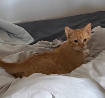 Cosmo - Domestic Shorthair/Mix available for adoption