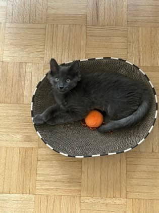 Fish - Domestic Medium Hair/Mix cat available for adoption in Ontario