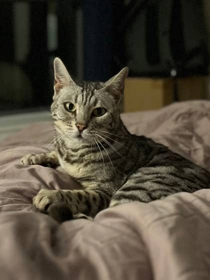 Roo - Domestic Shorthair/Mix cat available for adoption at Annex Cat Rescue in Toronto