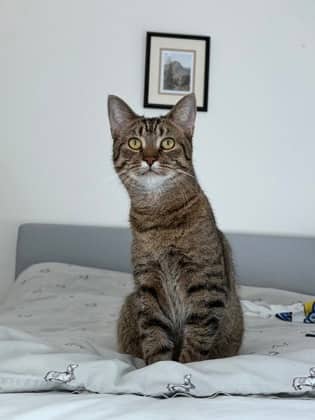 Floyd Pepper - Domestic Shorthair/Mix available for adoption
