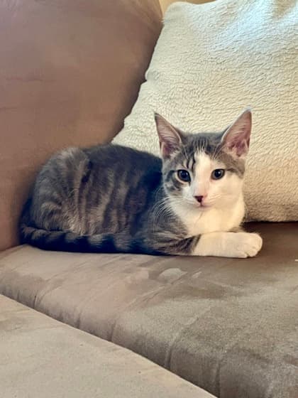Toast *MUST BE ADOPTED WITH SCRAMBLES OR BUDDY CAT - Domestic Shorthair/Mix cat available for adoption at Annex Cat Rescue in Toronto