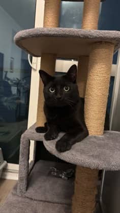 Shadow - Domestic Shorthair/Mix cat available for adoption at Annex Cat Rescue in Toronto