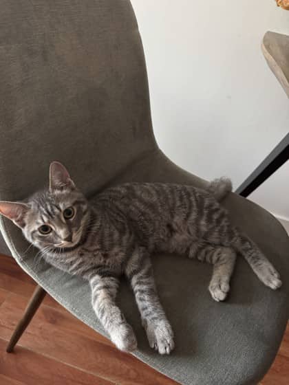 Waffles - Domestic Shorthair/Mix cat available for adoption at Annex Cat Rescue in Toronto