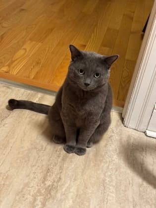 Murphy - Domestic Shorthair/Mix cat available for adoption at Annex Cat Rescue in Toronto
