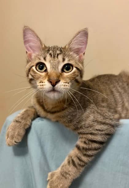 Garbanzo - Domestic Shorthair/Mix available for adoption