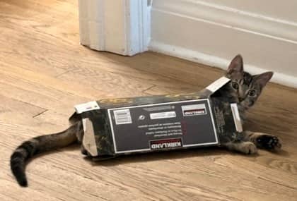 Juno - Domestic Shorthair/Mix cat available for adoption at Annex Cat Rescue in Toronto
