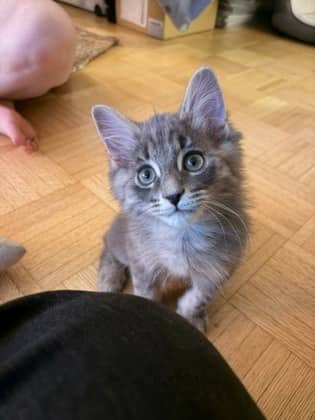Benny - Domestic Medium Hair/Mix cat available for adoption in Ontario