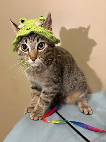 Butterbean - Domestic Shorthair/Mix available for adoption