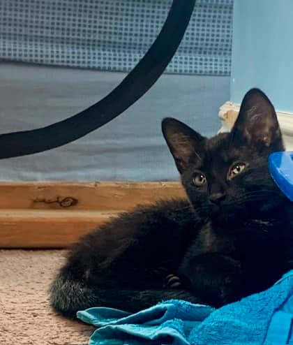Firefly - Domestic Shorthair/Mix cat available for adoption at Annex Cat Rescue in Toronto