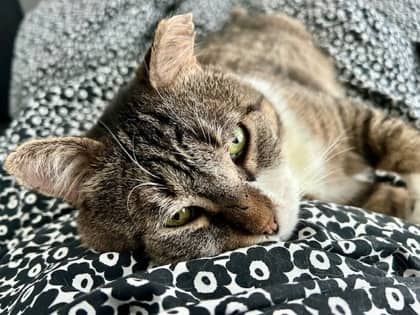 Momo - Domestic Shorthair/Mix available for adoption